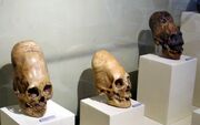 ParacasSkullsIcaMuseum