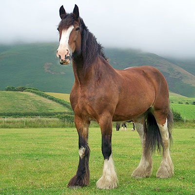 Shire Horse  The Parody Wiki  FANDOM powered by Wikia