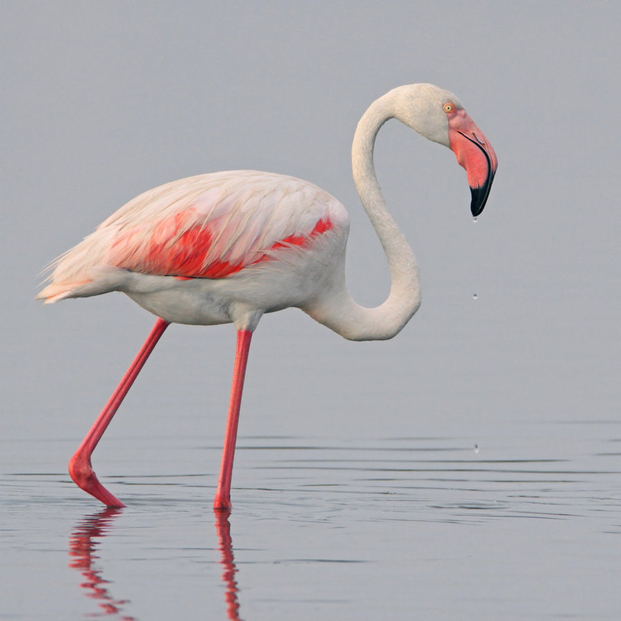 Greater Flamingo  The Parody Wiki  FANDOM powered by Wikia