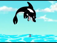Killer Whale | The Parody Wiki | FANDOM powered by Wikia