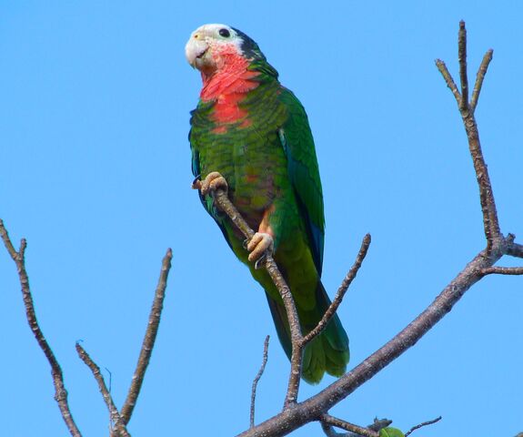 File:Abaco-cuban-parrot-2013-8.jpg