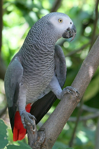 File:African-grey-parrot-talk-to-animals.jpg