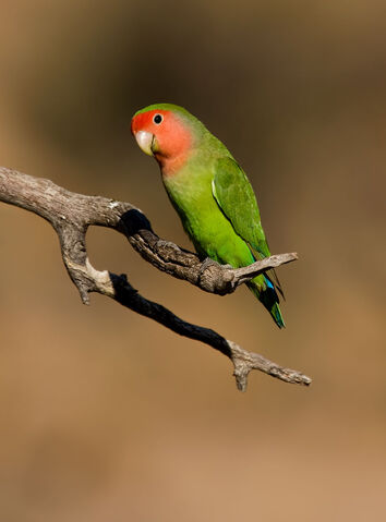 File:Lovebird .jpg