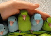 Pet-parrot-funny-animal-picture