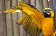 Parrot-clipped