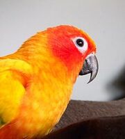 220px-Sun Conure Sitting