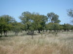 Savannah