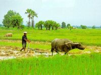 RiceFarmer