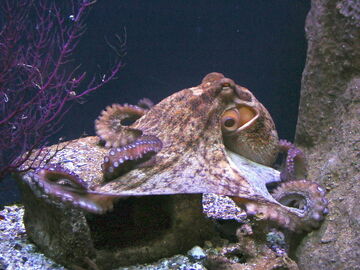 Octopus