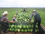 Melon Harvest