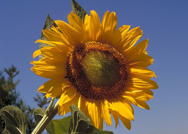 File:800px-Sunflower10094-1-.jpg
