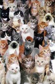 Groupofmanycats