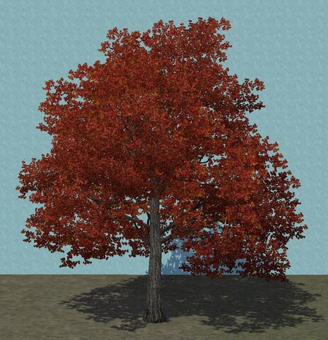 File:Maple2.jpg