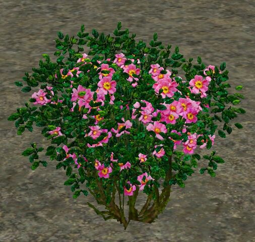 File:WildPinkRoses.jpg