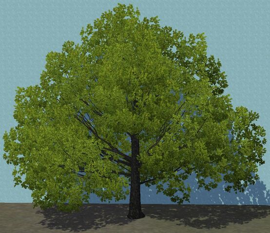 File:ChineseElm.jpg