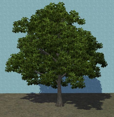 File:DarkAsh.jpg