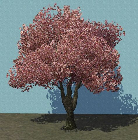 File:Cherry.jpg