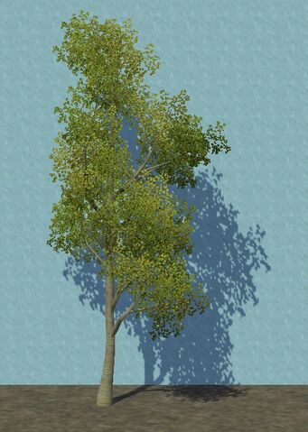 File:SmallBirch.jpg