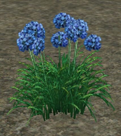 File:Agapanthus.jpg