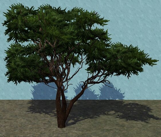 File:WesternCypress.jpg