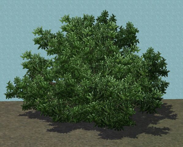 File:TreeShrub2.jpg