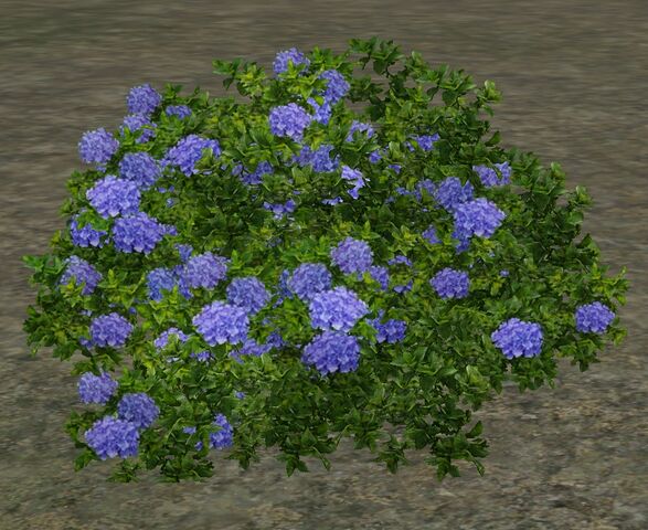 File:BlueHydrangea.jpg