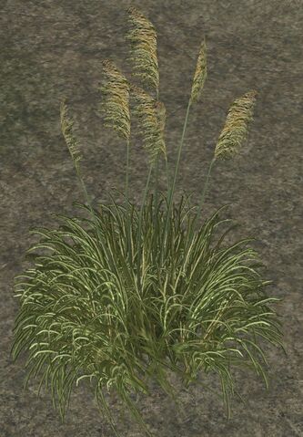 File:AmbPampas.jpg
