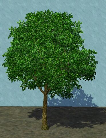 File:SmallerPear.jpg