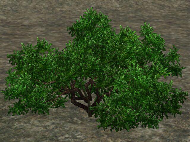 File:Boxwood.jpg