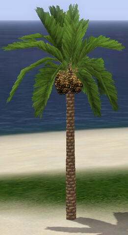 File:DatePalmTree.jpg