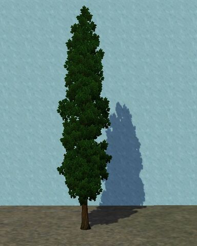 File:SmallCypress.jpg