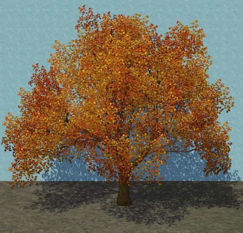 File:Cottonwood.jpg