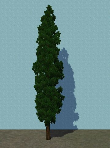 File:Cypress.jpg