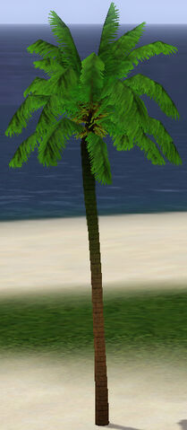File:ClassicPalmTree.jpg