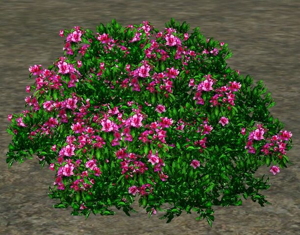 File:PinkAzaleas.jpg