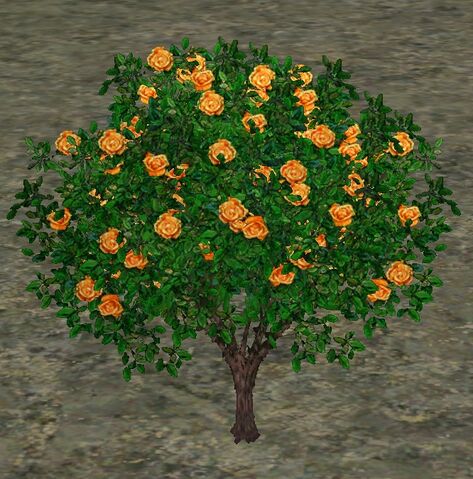 File:VividYellowRoses.jpg