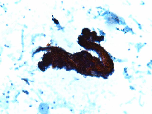 File:Cyto Dragon.jpg