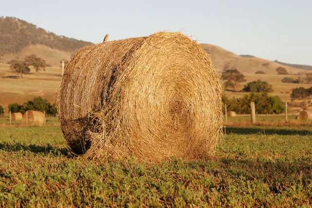 File:Hay.jpg