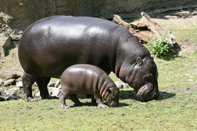 File:Hippo.jpg