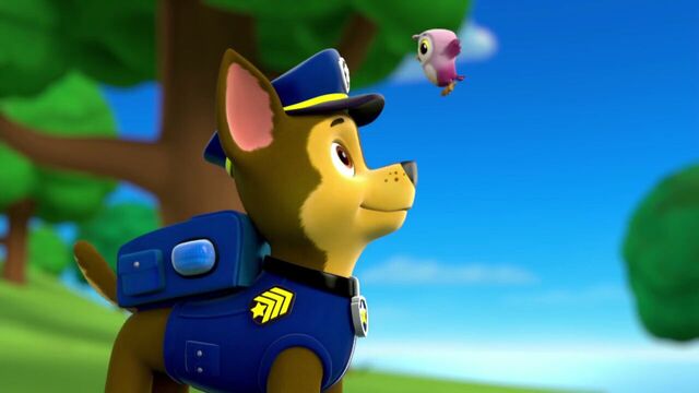File:PAW.Patrol.S01E26.Pups.and.the.Pirate.Treasure.720p.WEBRip.x264.AAC 921053.jpg
