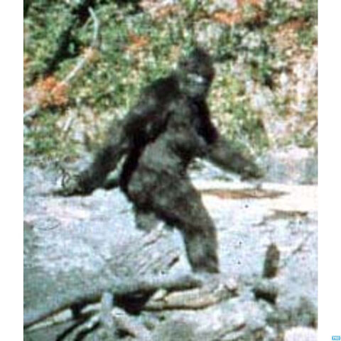 File:Bigfoot-live.jpg