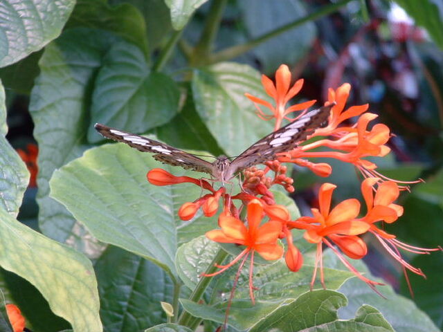 File:Btfly.jpg
