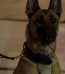 POI 0407 Bear assisting Det. Fusco 2