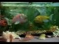 Thumbnail for version as of 05:15, October 12, 2008