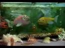 File:Fish.jpg