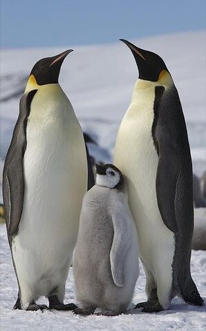 File:Parent and baby penguins.jpg