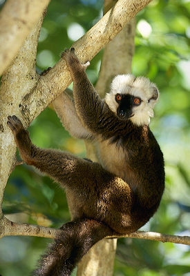 White-fronted lemur (male)