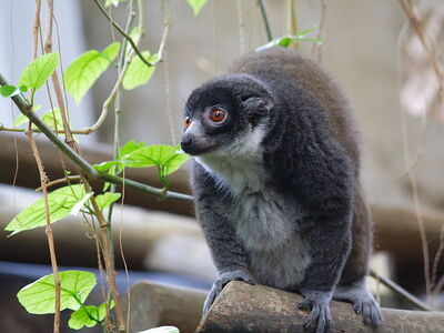 Curious Mongoose Lemur