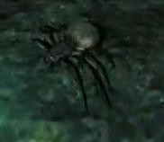 File:Spider.jpg