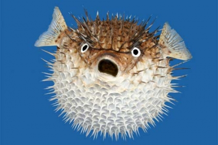 Image result for blowfish